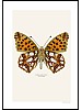 Slvkpe, Issoria lathonia, underside