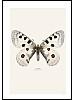 Apollosommerfugl, Parnassius apollo