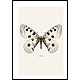 Apollosommerfugl, Parnassius apollo