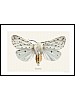 Vanlig tigerspinner, Spilosoma lubricipeda