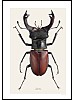Eikehjort, Lucanus cervus, hann