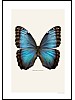 Morpho helenor montezuma