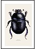 Skogtordivel, Anoplotrupes stercorosus