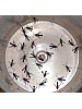 Feromonsett for glassvinger (Sesiidae), 10 arter