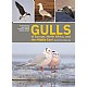 Gulls of Europe, North Africa, and the Middle East