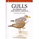 Gulls of Europe, Asia and North America
