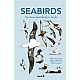 Seabirds