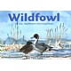 Wildfowl of the Northern Hemisphere