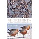 Shorebirds of the Northern Hemisphere