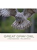 Great Gray Owl