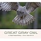 Great Gray Owl
