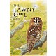 The Tawny Owl