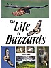 The Life of Buzzards
