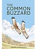 The Common Buzzard