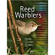 The Reed Warblers