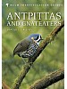 Antpittas and Gnateaters