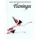 Flamingos