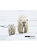 Amazing Arctic