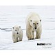 Amazing Arctic