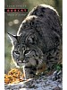 Bobcat