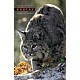 Bobcat