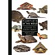 Turtles of the World