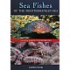 Sea Fishes of the Mediterranean