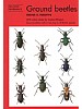 Ground beetles