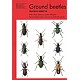 Ground beetles