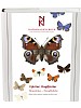 Fjärilar: Dagfjärilar, Hesperiidae - Nymphalidae