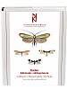 Fjärilar: Käkfjärilar - säckspinnere. Micropterigidae - Psychidae