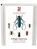 Skalbaggar: Lnghorningar. Coleoptera -Cerambycidae