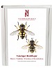 Tvvingar: Blomflugor. Syrphidae: Eristalinae & Microdontinae