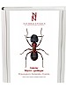 Steklar: Myror - getingar. Hymenoptera: Formicidaevespidae