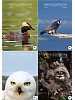 Vr Fuglefauna