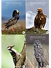 Vr Fuglefauna