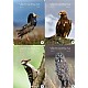 Vr Fuglefauna