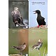 Vr Fuglefauna