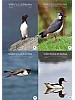 Vr Fuglefauna
