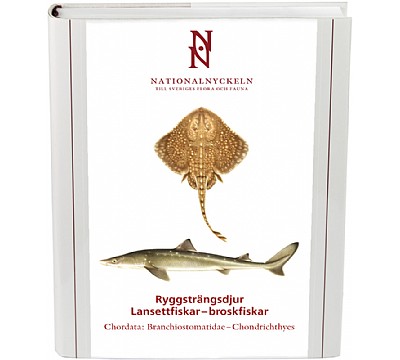 Ryggstrngsdjur: Lansettfiskarbroskfiskar