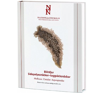 Bltdjur: Sidopalpssnckor  taggscksnckor