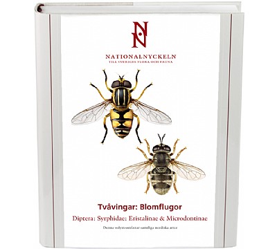 Tvvingar: Blomflugor. Syrphidae: Eristalinae & Microdontinae
