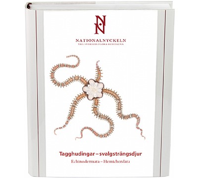 Tagghudingarsvalgstrngsdjur. EchinodermataHemichordata